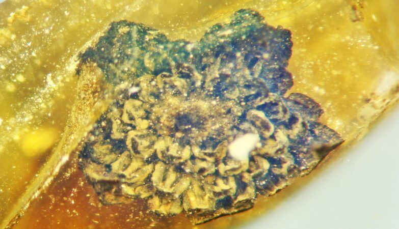 Fiore di oltre 100 milioni di anni conservato fino ad ora dall’ambra birmana