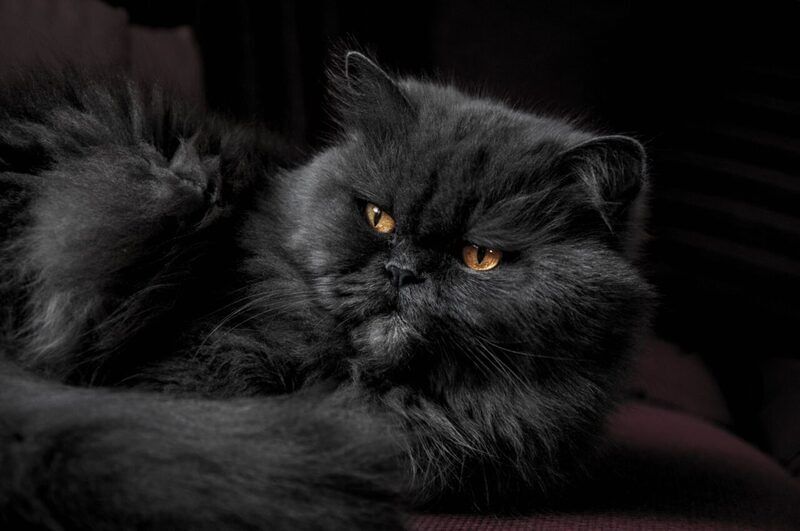 I gatti dalla faccia piatta sono adorabili, ma avere le loro caratteristiche ha un prezzo
