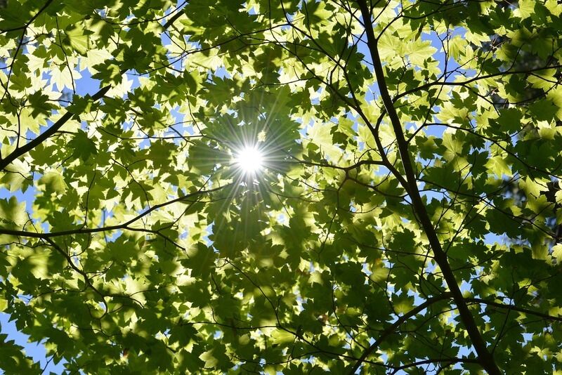 Gli scienziati vogliono migliorare la fotosintesi delle principali colture