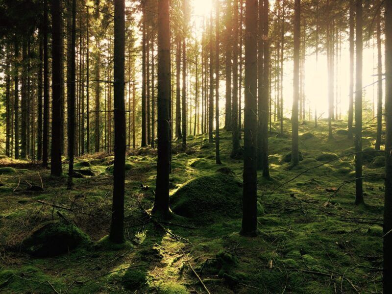 Piantare alberi: soluzione climatica, green marketing o colonialismo?