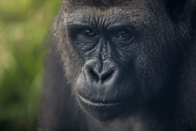 Un gruppo di gorilla in cattività ha contratto il COVID-19 in uno zoo di Atlanta
