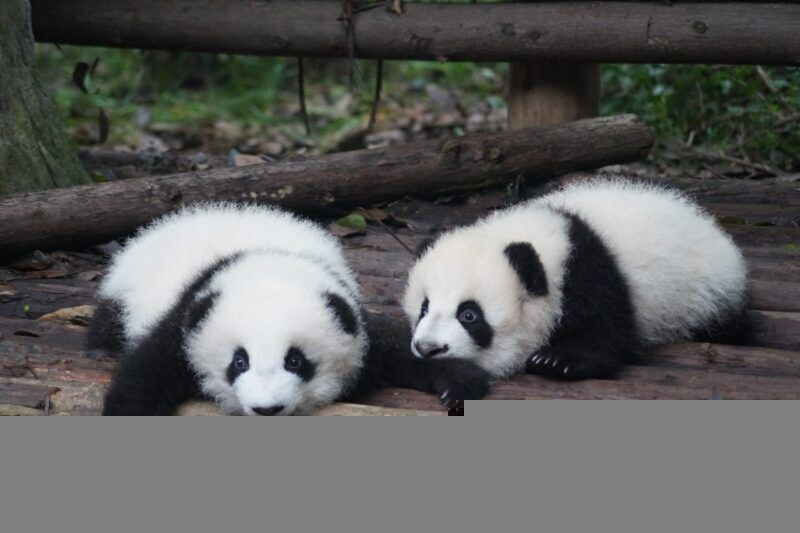 Un habitat troppo perfetto potrebbe essere peggiore per l’accoppiamento dei panda