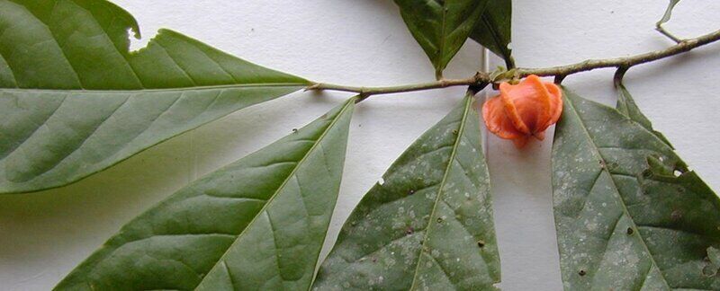 L’enigma della “pianta misteriosa” dell’Amazzonia è finalmente risolto