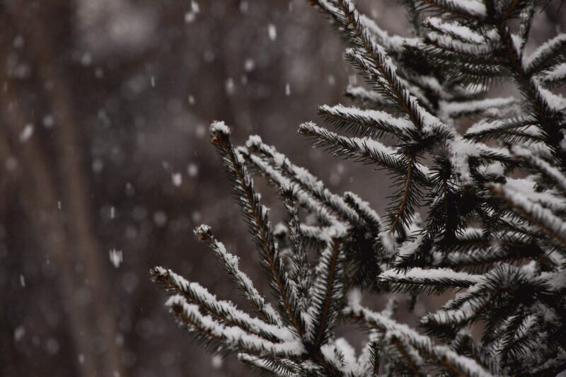 Come fanno le piante a sapere che sta arrivando l’inverno