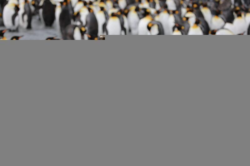 I pinguini hanno una rara capacità di identificare i volti e le voci dei loro coetanei