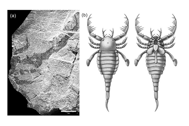 Scoperto un gigantesco scorpione di mare preistorico