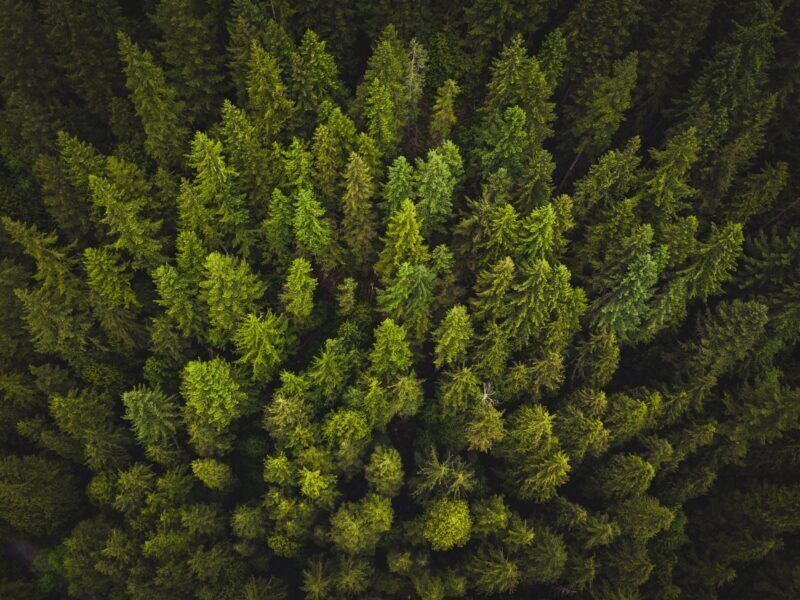 I terremoti possono aiutare gli alberi a crescere