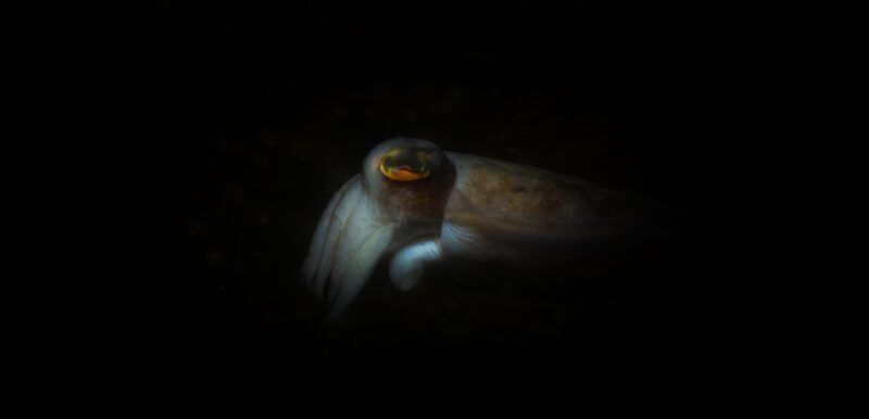 Spedizione identifica un calamaro gigante responsabile del naufragio di una nave nel 2011