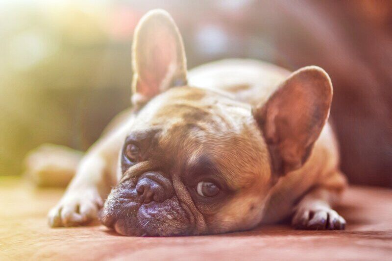 Il tuo cane potrebbe essere stressato dal rumore del microonde: una ricerca spiega perchè