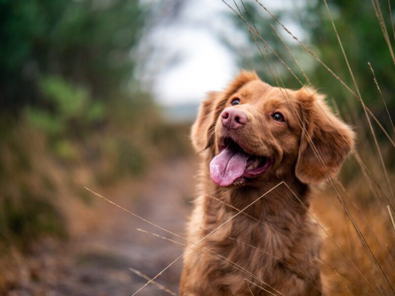 Studiato il motivo per cui i cani chinano la testa quando vi ascoltano