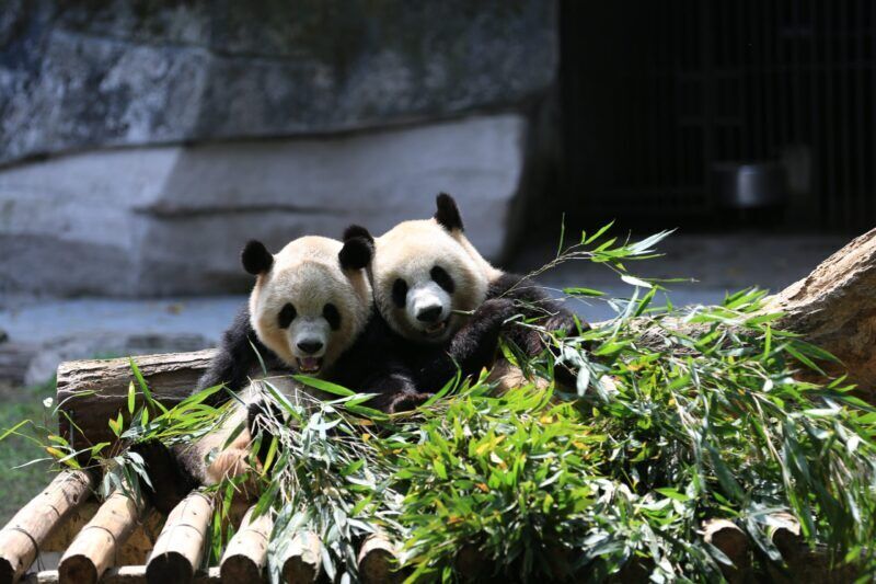 Maestri del camuffamento: la colorazione dei panda li aiuta a nascondersi