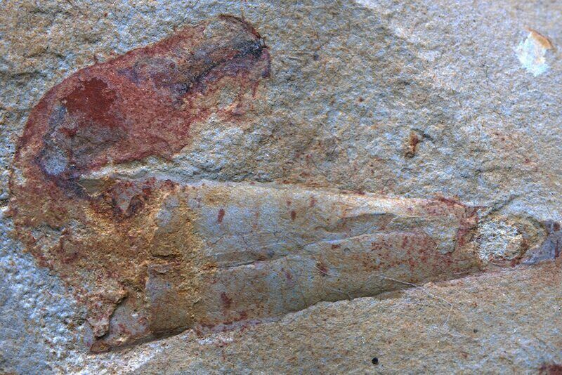 La strana comunanza tra i paguri e i vermi marini dalla forma bizzarra