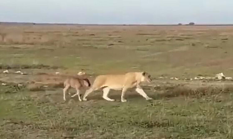 Una leonessa riconduce un piccolo gnu al branco: l’istinto materno prevale su quello di sopravvivenza