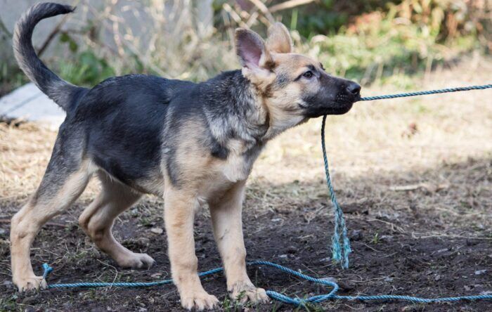 Russia-Ucraina: anche gli animali coinvolti in una guerra non loro