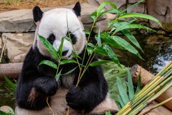 Nel regno dei panda giganti: in Cina il primo parco nazionale