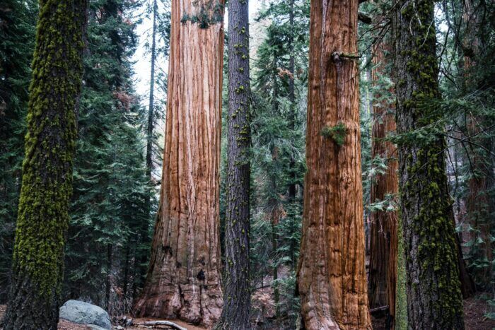 Sequoie, testimoni della storia: dove ammirare questi giganti