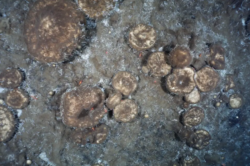 Scoperte spugne giganti nell’Artico che sopravvivono sul ghiaccio