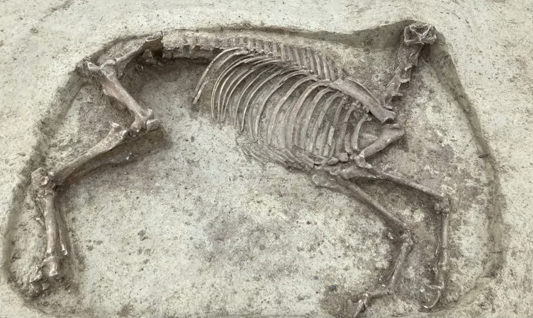 Scoperti i resti di un uomo di 1.400 anni fa sepolto con il suo cavallo decapitato
