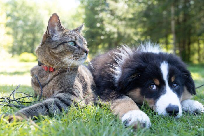 Come affrontare il dolore per la perdita di un gatto o di un cane