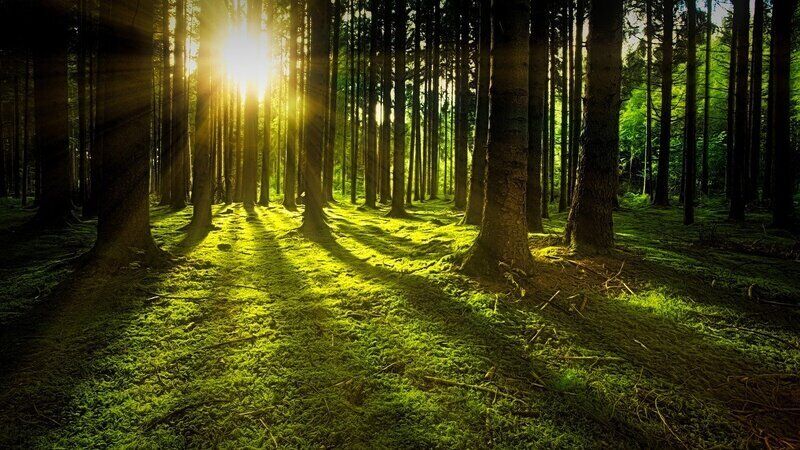 Se un albero cade nella foresta e non c’è nessuno a sentirlo, fa rumore?