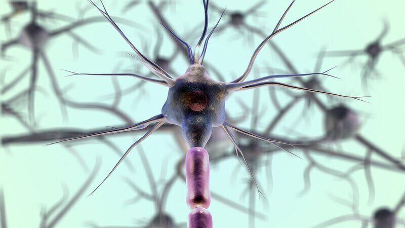 Gli scienziati hanno individuato i neuroni responsabili dell’apprendimento dagli errori