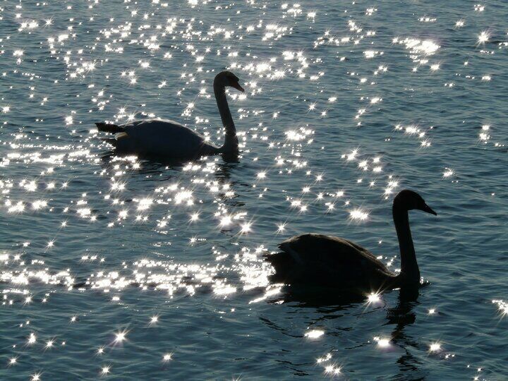 Invece di riposare i cigni usano il loro tempo di riposo per lottare per il cibo