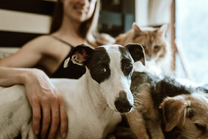 Sindrome di Noè: avere molti animali domestici può essere un problema?