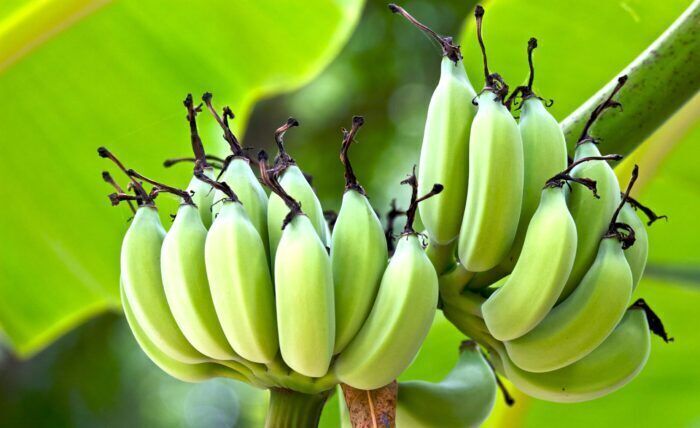 L’amido nelle banane verdi può prevenire alcuni tipi di cancro