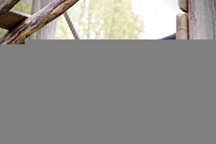 I gorilla hanno inventato un modo originale per comunicare con i loro custodi