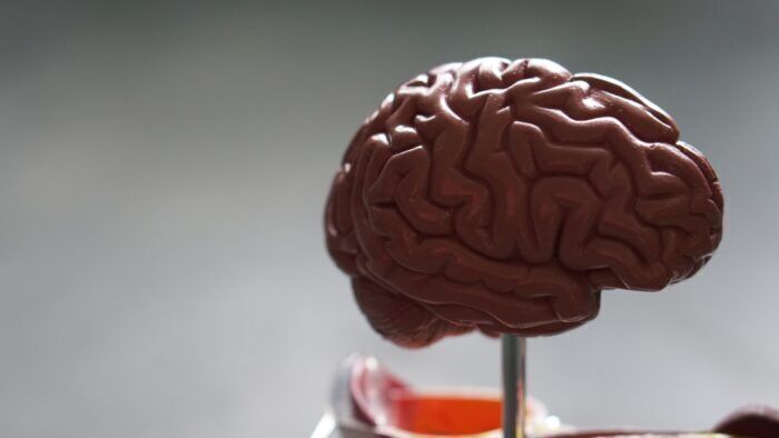 I “mini cervelli” con elmetto potrebbero far luce sull’origine di molti disturbi mentali