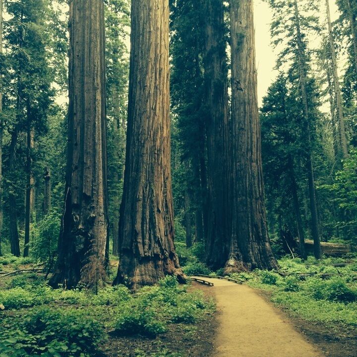 Sequoie: vietate escursioni e passeggiate vicino ad Hyperion, l’albero più alto del mondo