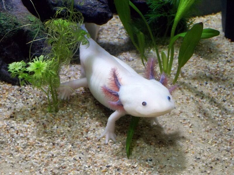 Una specie di anfibi potrebbe aiutarci a capire come si rigenera il cervello