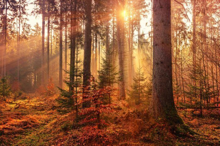 Il cambiamento climatico sta alterando l’intensità del colore delle foglie degli alberi