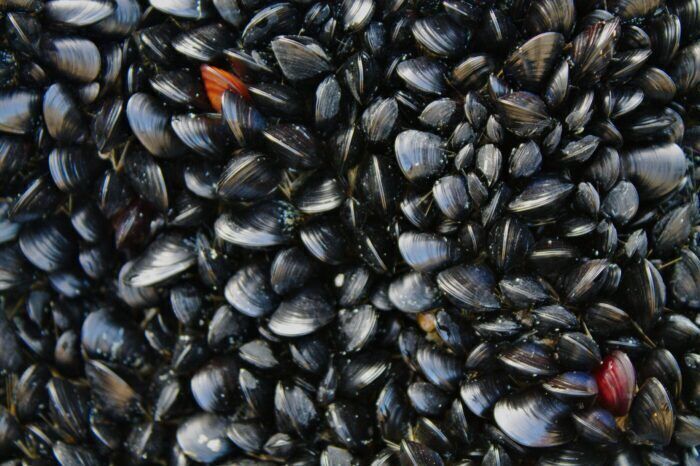 Le cozze svelano la causa della mini era glaciale avvenuta 800 anni fa