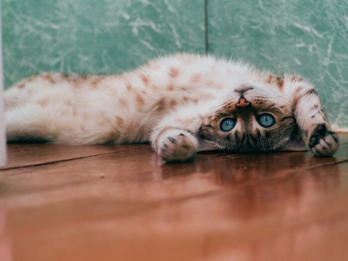 Come scoprire se i gatti ci amano davvero o no