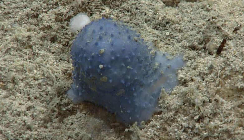 Misterioso organismo appiccicoso blu scoperto nel Mar dei Caraibi affascina gli scienziati