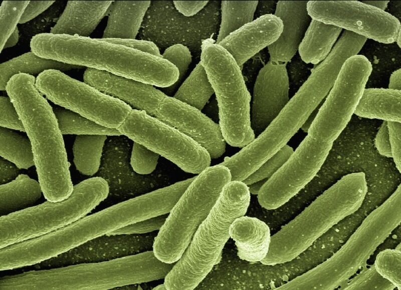 Gli scienziati rilevano un’attività inaspettata e misteriosa nei batteri “morti”