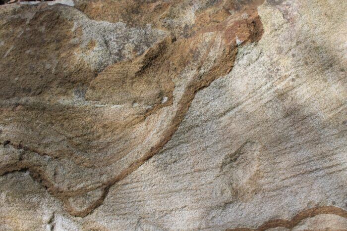 Gli scienziati scoprono fossili di un raro animale marino simile a un radioodonte