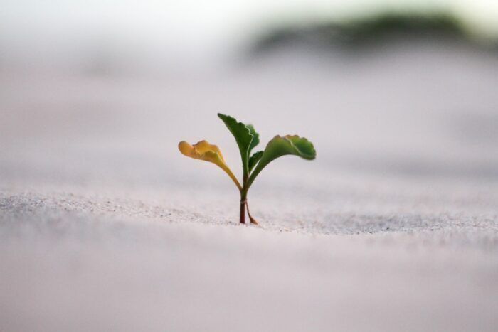 Un esperimento mostra che la resilienza può essere appresa e rafforzata
