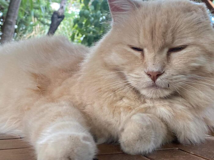 Il tuo gatto sa che gli stai parlando, ma non gli importa