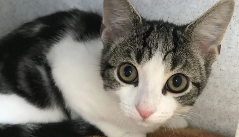 Beans, il primo gatto né maschio né femmina al mondo