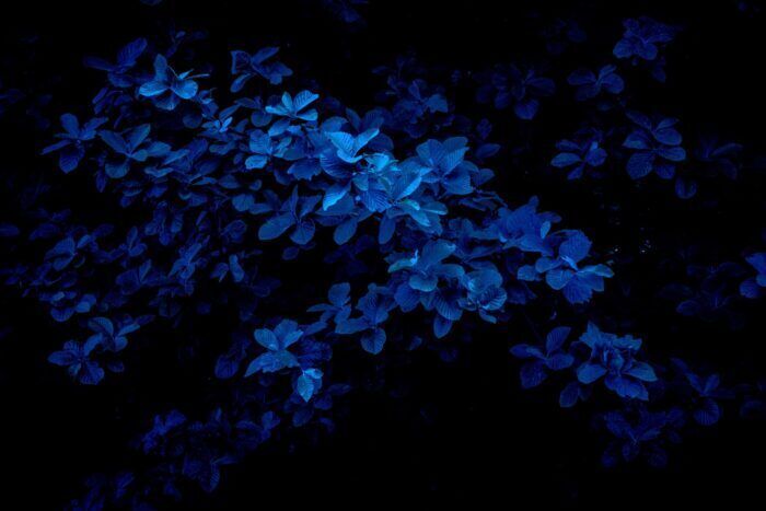 Il blu è probabilmente il tuo colore preferito: ecco la spiegazione della scienza