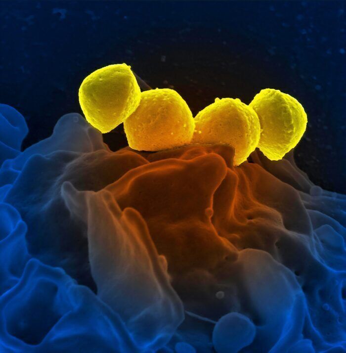 Gli esseri umani sono composto dell’8% di virus