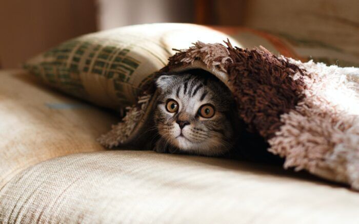 Cuscini, coperte e pancia degli umani: perché ai gatti piace impastare