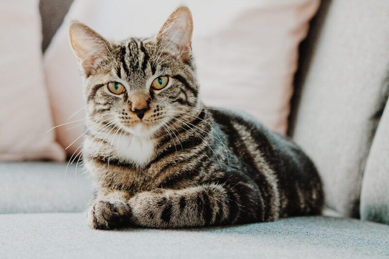 La settimana che celebra i gatti e il vino: un’occasione per amare e apprezzare due grandi passioni