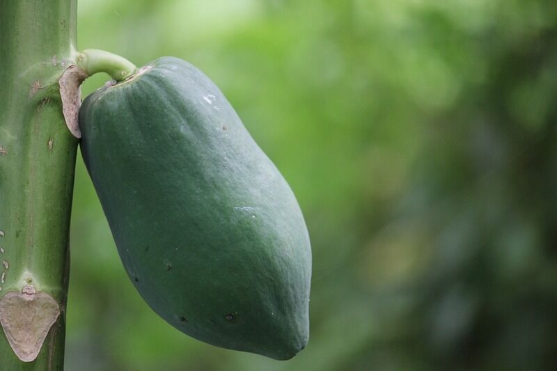 Papaya: il suo succo può ridurre i livelli di colesterolo alto
