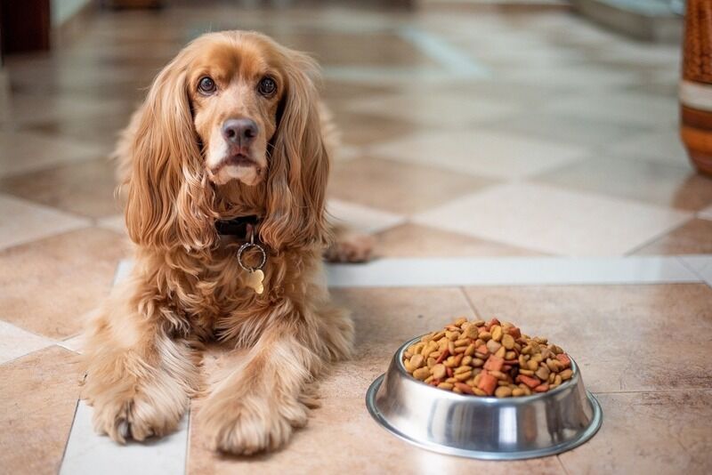 Approvate diete vegane accuratamente formulate per i nostri cani