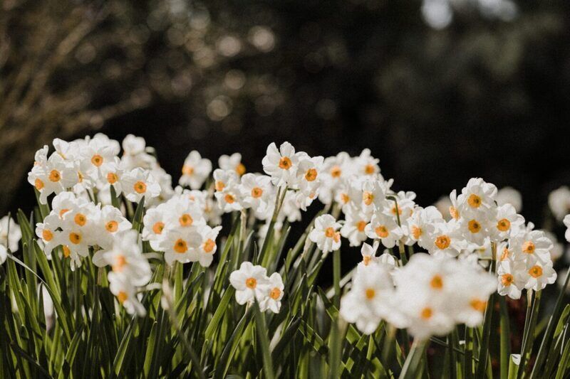 Festa di primavera: alcuni rituali per festeggiare la stagione dei nuovi inizi