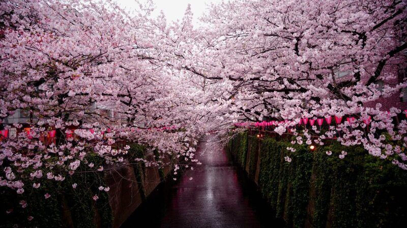 Sakura: la fioritura dei ciliegi giapponesi dal significato affascinante