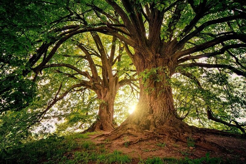Biologia: gli alberi sembrano davvero parlare attraverso i funghi sotterranei